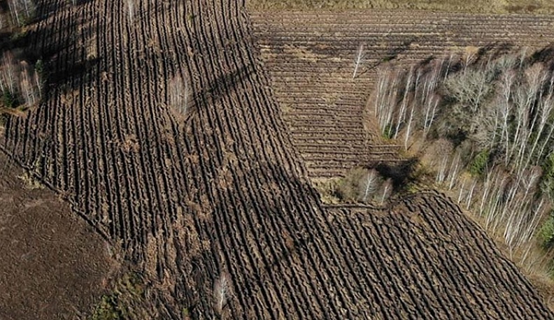 В окрестностях Калуги высадили более 800 тысяч сеянцев сосны и ели