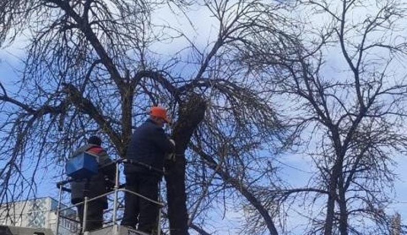 В Калуге за 2023 год спилили 172 аварийных дерева