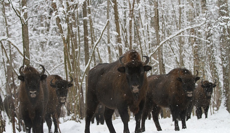 Про зубров без зубрёжки