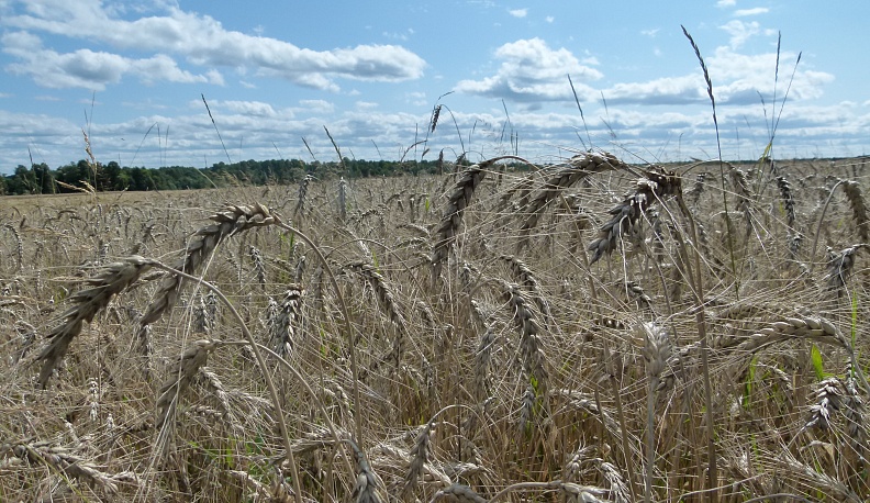 Ставки сделаны