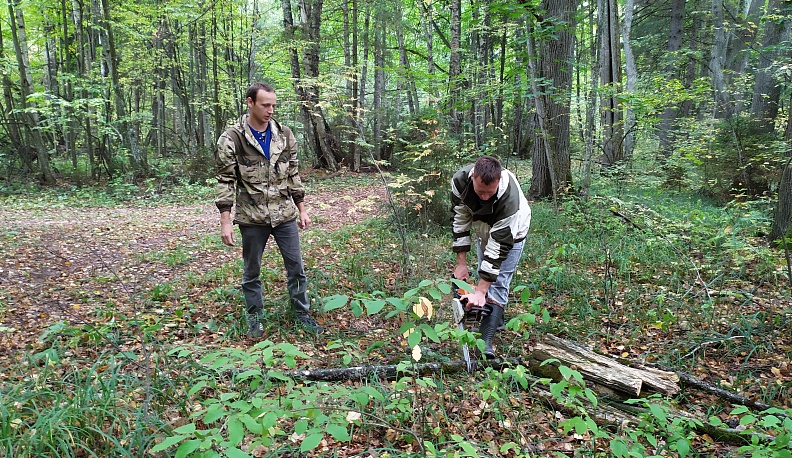 Читая лес как книгу