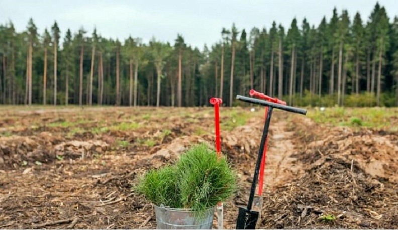 Около 7,5 миллионов деревьев высадили в Калужской области в прошлом году
