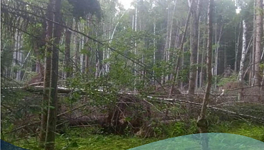 В Калужской области обследовали более 680 га лесных насаждений