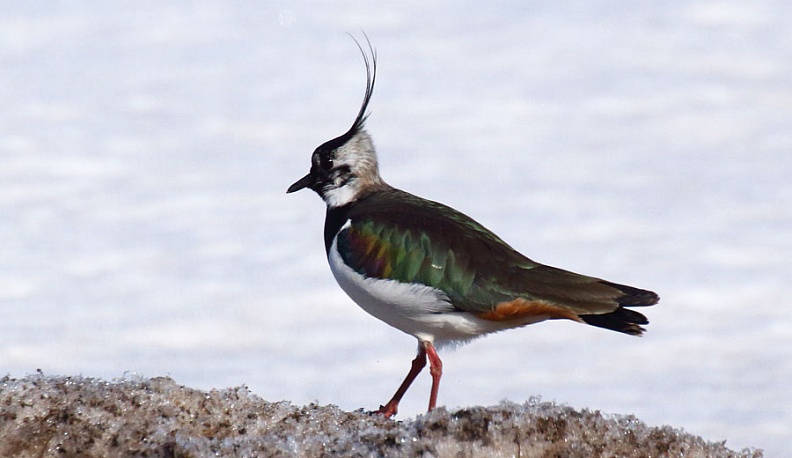 Чибисы и жаворонки принесли весну в Калужскую область