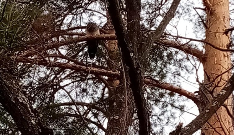 Калужан просят не пугать и не ловить павлина