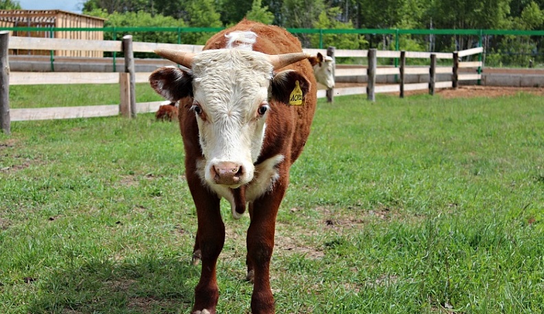 Завершение уборочной кампании, озимый сев и заготовку кормов  обсудили на совещании в Калужской области 