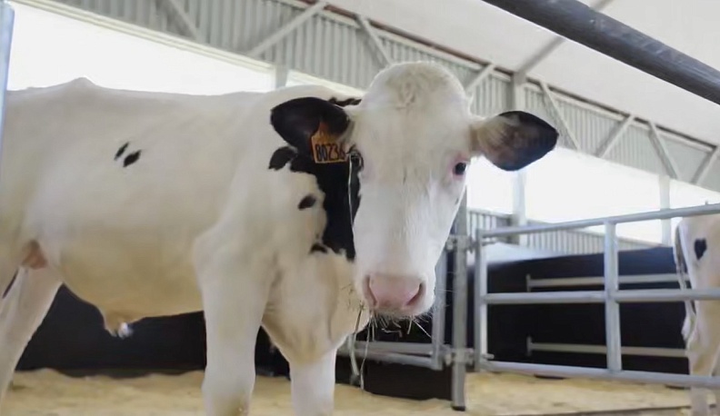 В Калужскую область завезли первых племенных быков в новый селекционный центр