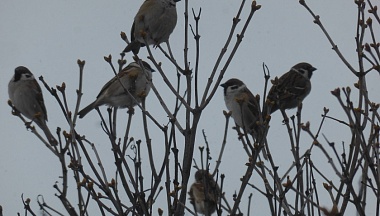 Калужский орнитолог подвел предварительные итоги акции по подсчету воробьев
