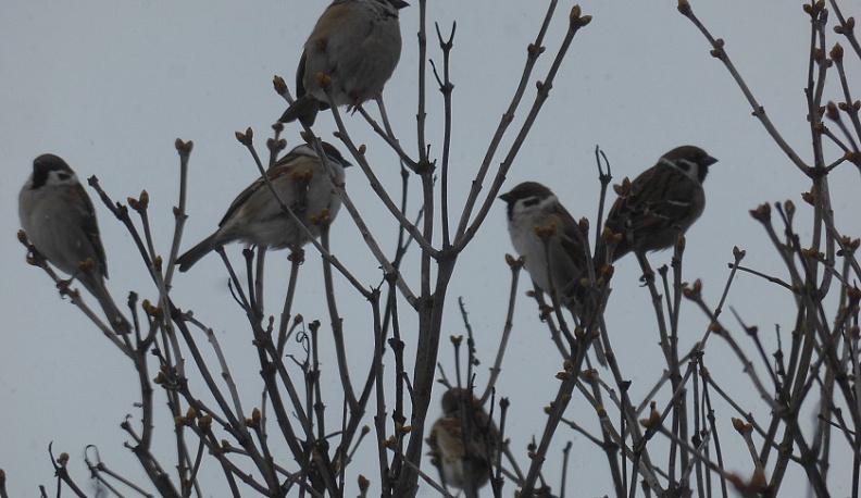 Калужский орнитолог подвел предварительные итоги акции по подсчету воробьев