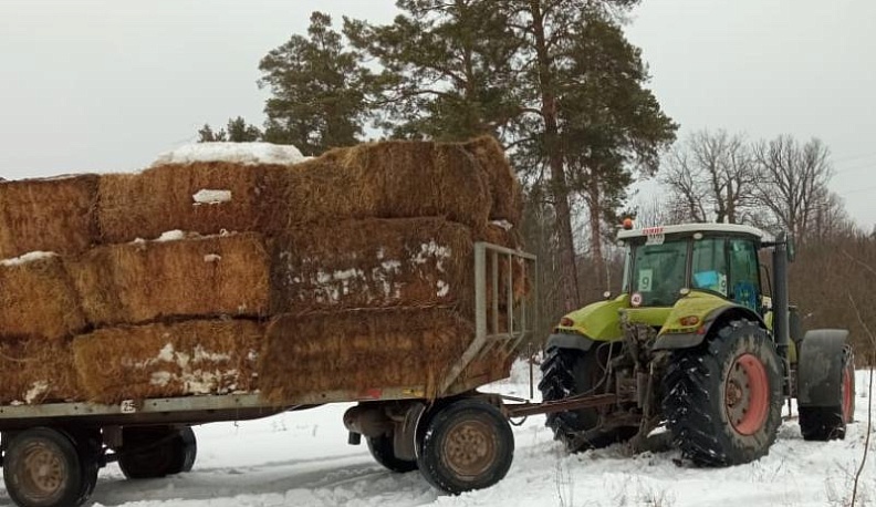 Для зубров в «Калужские засеки» привезли 30 тонн сена