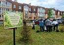 В микрорайоне Кошелев высадили 70 лип Тимирязевской аллеи