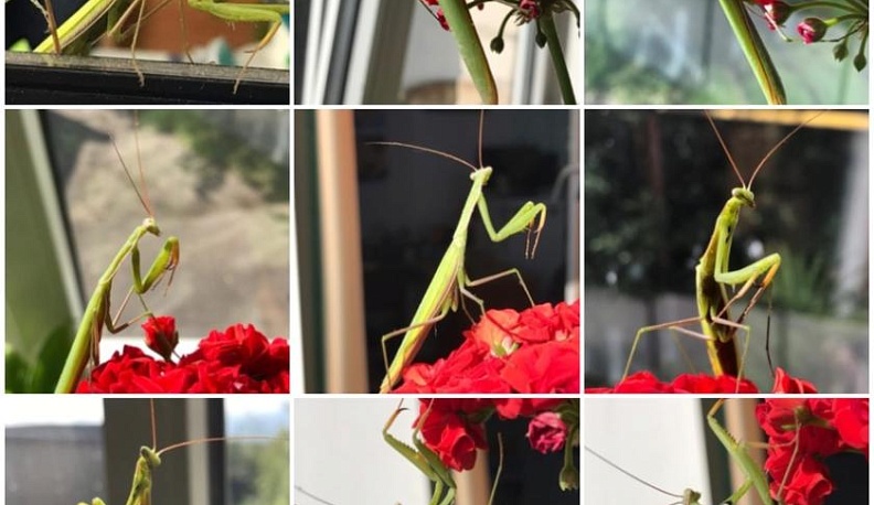 Жители Калуги и Обнинска заметили в городах богомолов