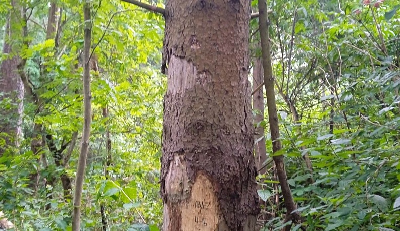 В Мосальском районе обсудили вырубку аварийных деревьев