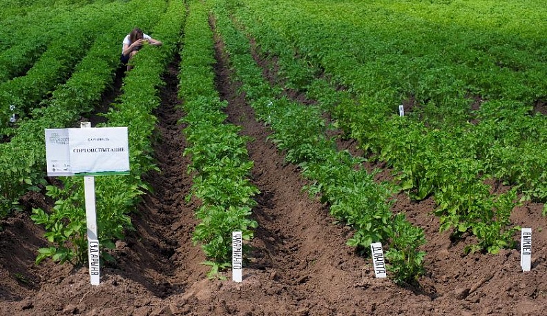«День поля» в новом формате