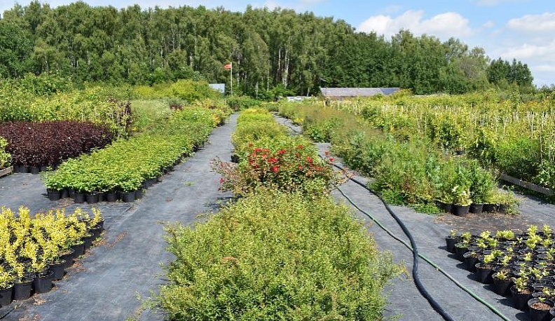 Вишневый сад