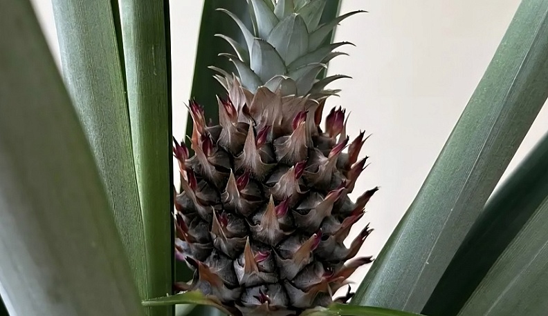 В минсельхозе Калужской области вырасти ананас