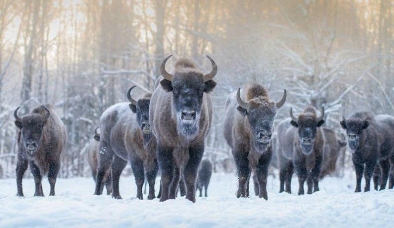 В Калужской области обитают около 400 зубров