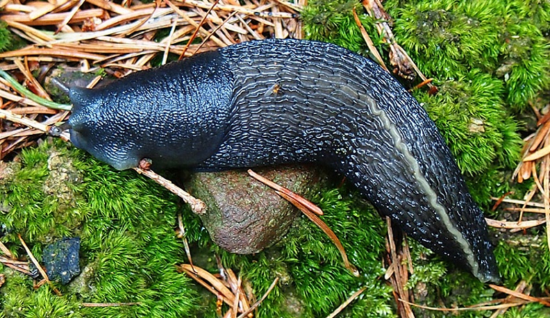 В Обнинске нашли редкого слизня