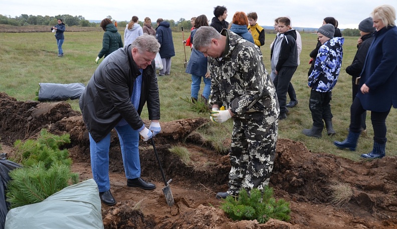На берегу Угры высажены более тысячи сосновых саженцев