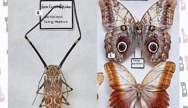 В усадьбе Золотарёвых показывают, на что способна природа