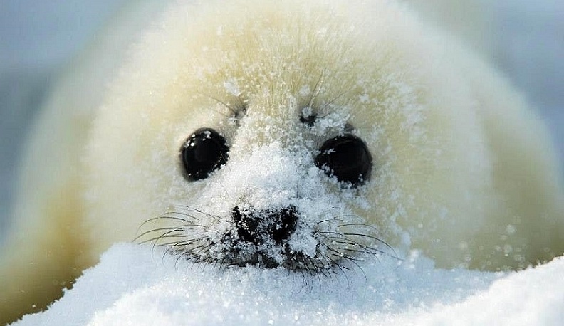 15 марта – Международный день защиты бельков