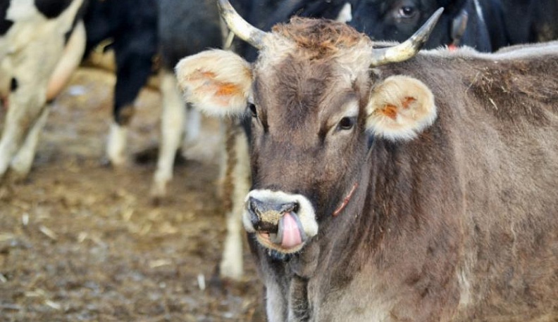 Калужские аграрии получат 735 миллионов рублей