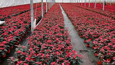 Калужские «рождественские звезды» разъезжаются по России и зарубежью