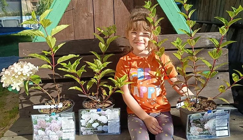 Гортензия – цветок любви