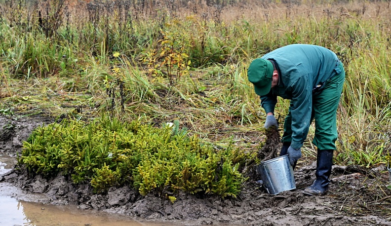 В Калужской области в Малоярославецком лесничестве прошла масштабная посадка леса