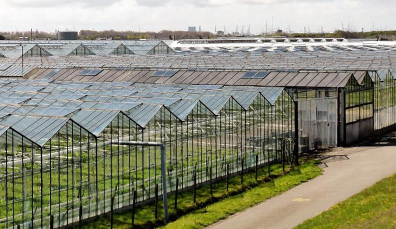 В Калужской области установили карантин по эхинотрипсу американскому