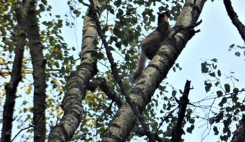 В калужском Губернском парке обнаружили куницу 