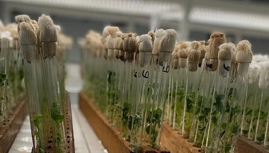 В Калужской области повышают самообеспеченность семенами региональной селекции