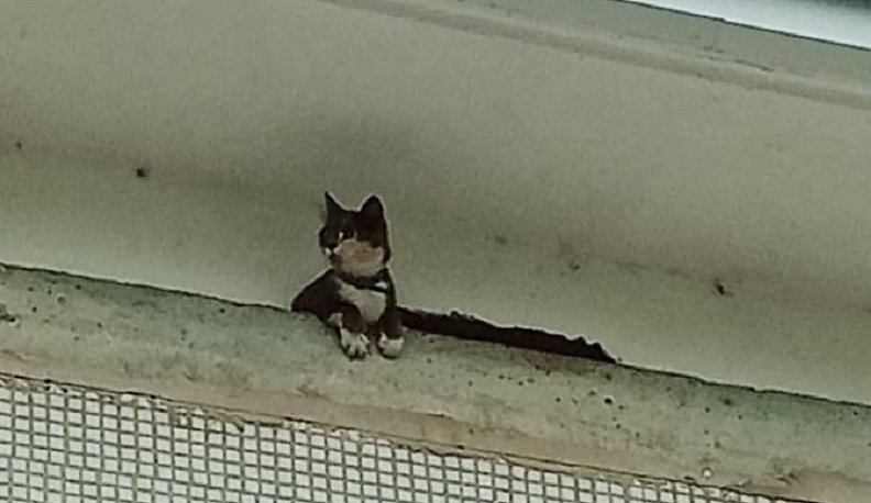 В Износках сотрудники МЧС спасли кошку