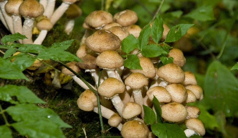 В Калужской области с начала года грибами отравились 4 человека