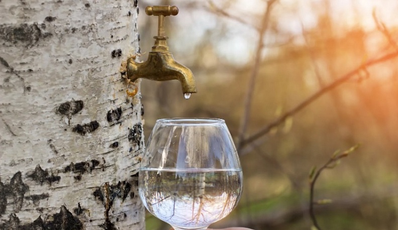 11 мая – День березового сока