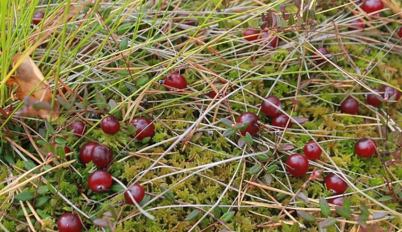 В Калужской области в два раза выросла урожайность клюквы