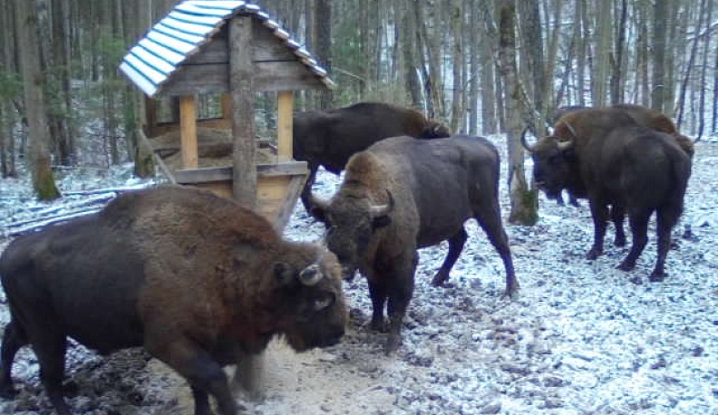 В нацпарке «Угра» поймали зверей в фотоловушки