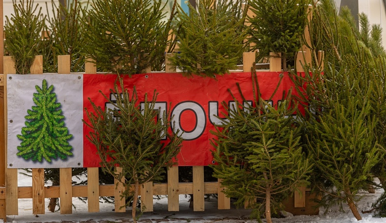 Выбираем ёлку