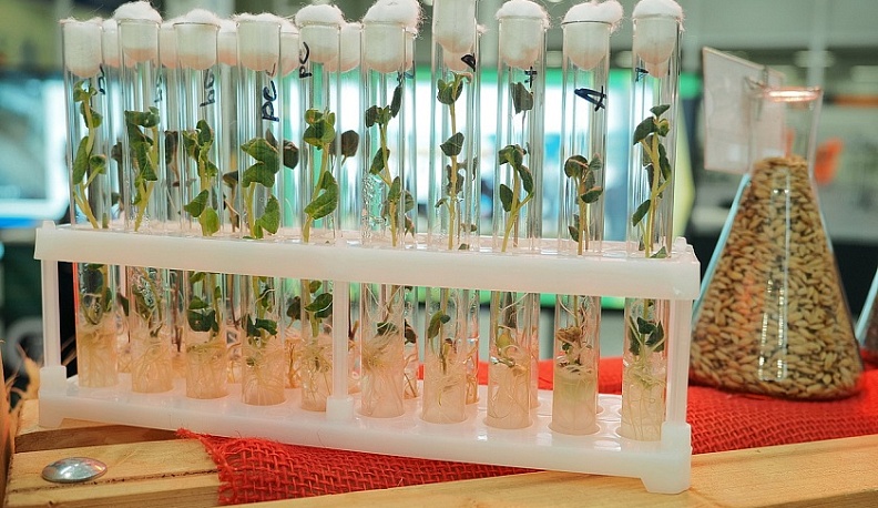 В 2025 году калужские аграрии на 3,7 % увеличили физический объем производства