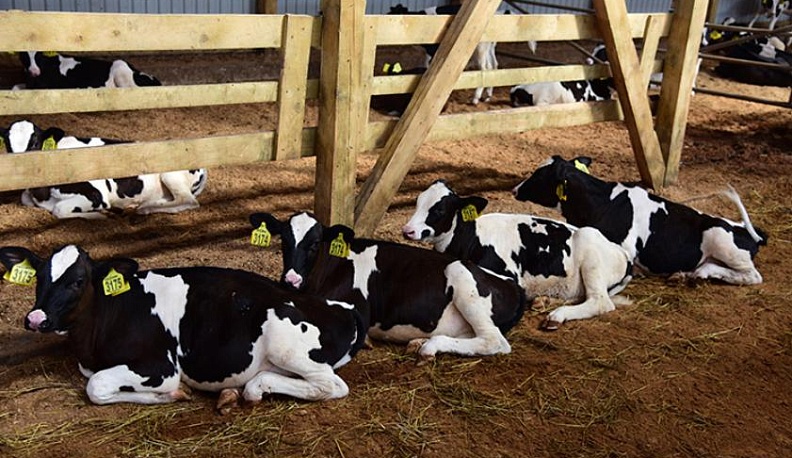 Из Сибири в Детчино с любовью