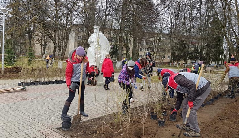 Сквер Наумова в Обнинске украсил новый кустарник