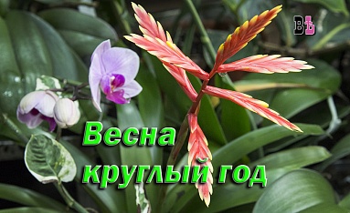 Весна круглый год