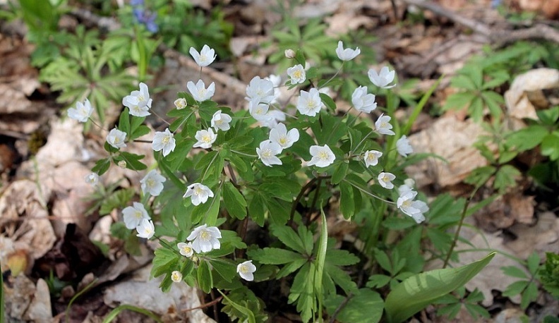 Красную книгу Калужской области дополнили 20 видов живой природы