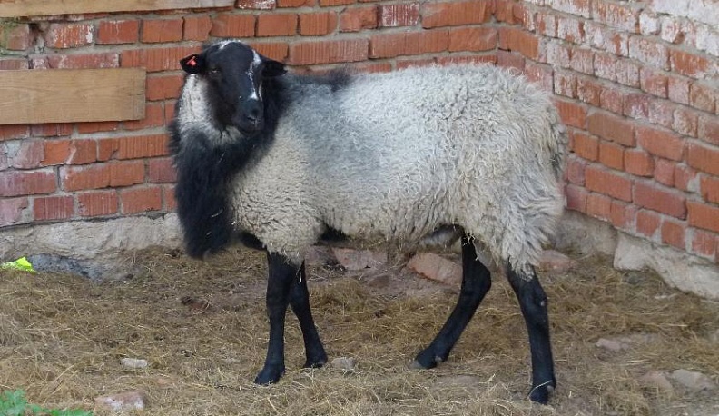 Баранье царство