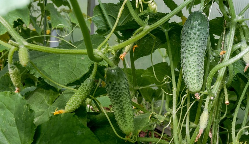 Свежий взгляд на зимние огурцы