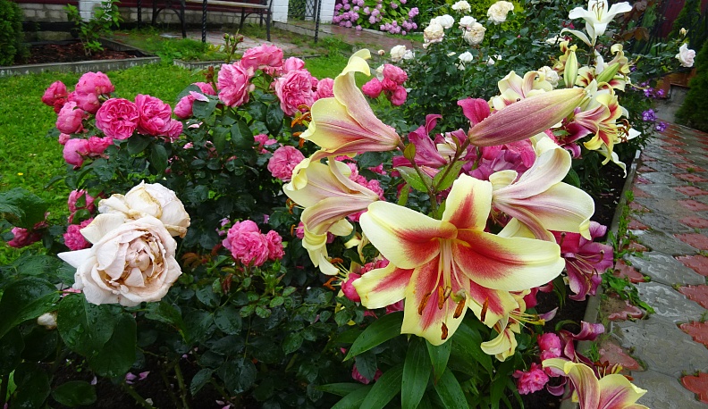 Парад цветов