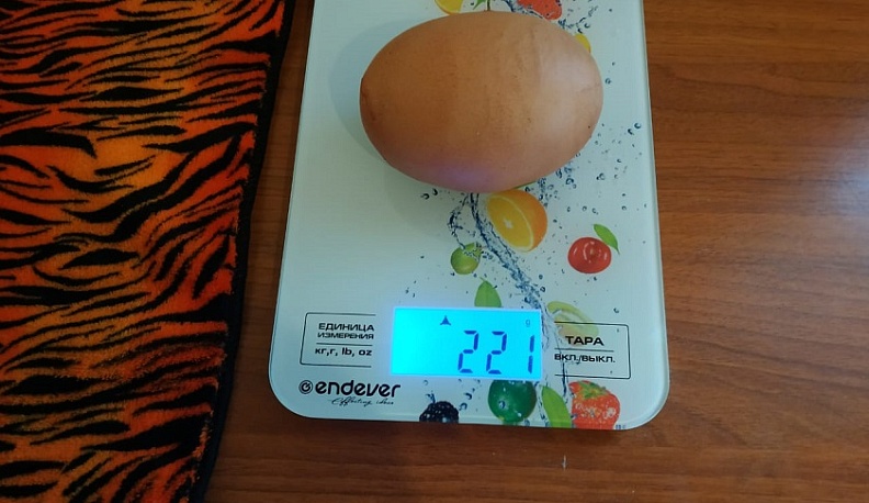 Курица-несушка из Износковского района установила новый мировой рекорд по весу и размеру яйца