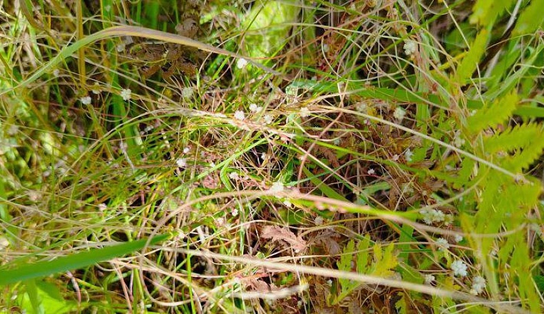 В Калужской области ввели карантин из-за опасного сорняка  