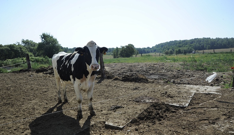 В Калужской области в 2023 году планируют заготовить не менее 1,6 млн тонн кормов