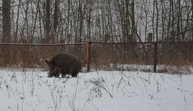 Калужанин застрелил напарника на охоте, перепутав его с кабаном